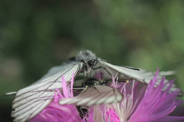 hawthorn butterflies mating on a pink flower