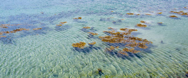 istock Algae plants float on the surface of clear water on a sunny day. 2182701773
