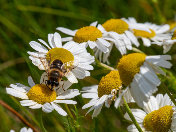 istock A syrphid fly perched on white chamomile flowers on a summer day. White wildflowers. Pollination of plants by insects. bee-like flie perched on white daisy in close up 2182701873