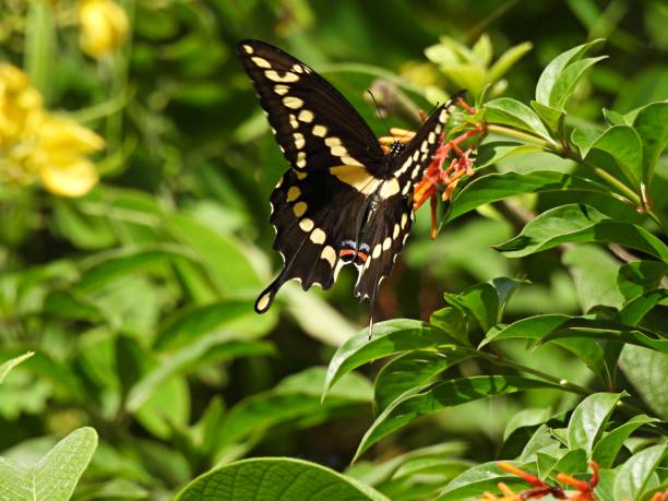 istock Giant Swallowtail Butterfly (Papilio cresphontes) 2182702658
