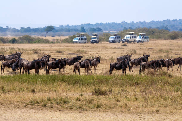istock Tourists with Safari Vehicles in Wildebeest Great Migration 2182702818