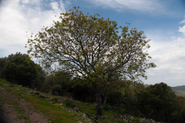 istock Aigai Ancient City with Nature Photos 2182703931