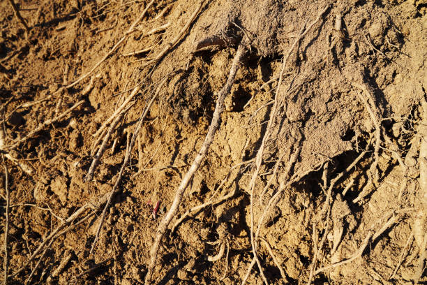 Soil background, texture. Soil with roots in ground, close-up. The earth inside. Erosion. Dried soil as result of drought and extreme heat. Dries, drought. Tree root in ground after excavation. Earth