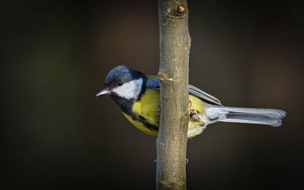 istock Parus major aka great tit perched on the tree branch. Common bird in Czech republic. 2182704185