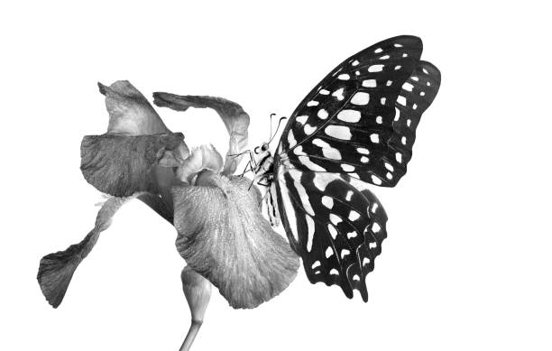 istock Tropical spotted butterfly on iris flower in water drops isolated on white. Black and white. Graphium agamemnon butterfly. Green-spotted triangle. Tailed green jay. 2182704245