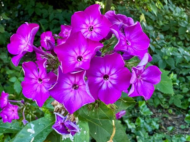 istock purple phlox paniculata flowers 2182704725