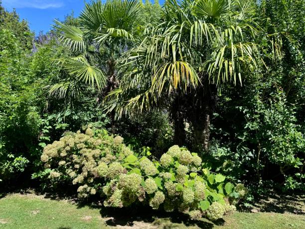 istock landscaped garden in summer 2182704832