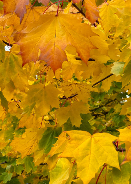 Closeup of the leaves of a Maple tree changing colours in Autumn.