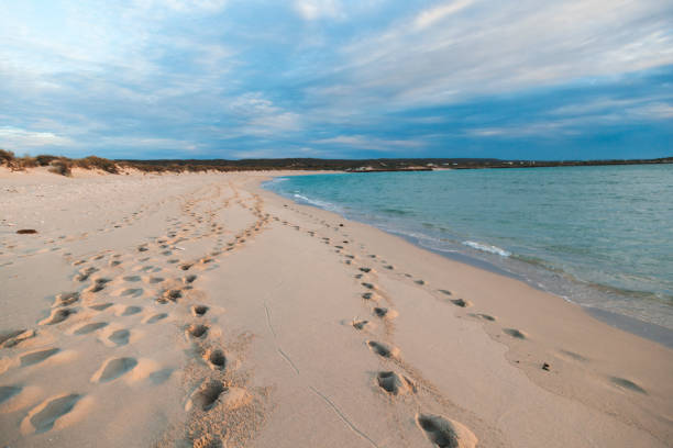 istock Footprints along the sandy beach at Cape Range National Park in Western Australia during twilight 2182706786