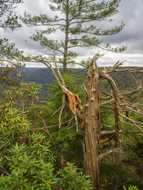 istock A withered tree with broken branches at Turkey Spur Rock and Grandview Rim at New River Gorge National Park, West Virginia 2182706858