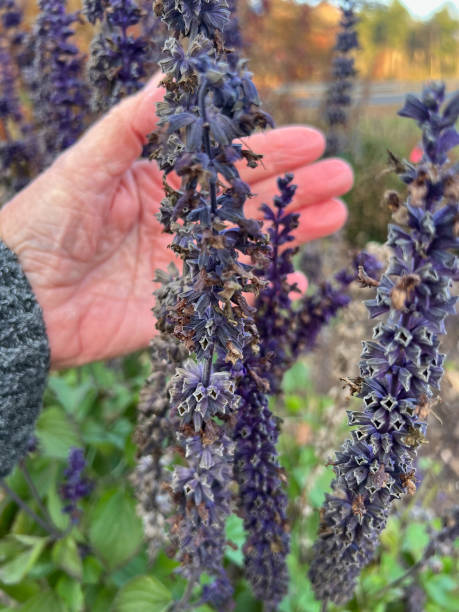 Hand showing flowering Sage plant in Autumn