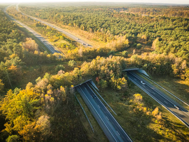 istock Wildlife crossing over a highway in nature 2182707405