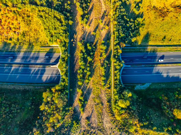 istock Wildlife crossing over a highway in nature 2182707446