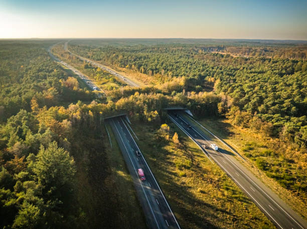 istock Wildlife crossing over a highway in nature 2182707571