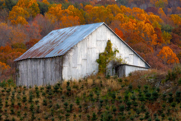 istock Autumn views on the Christmas tree farm 2182707850