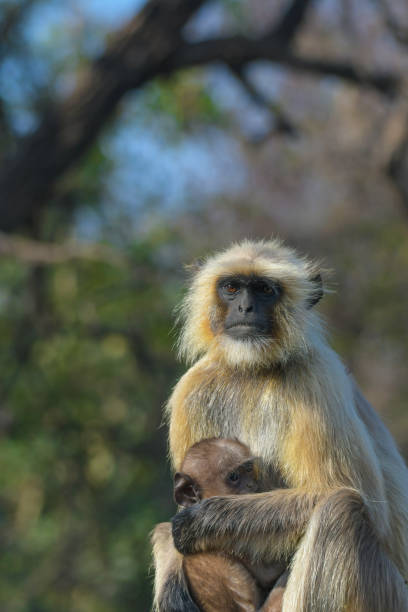 istock Ranthambore national park is a tiger reserve in Rajasthan 2182711073