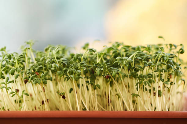 Fresh green garden cress sprouts or microgreens growing in a container, with copy space