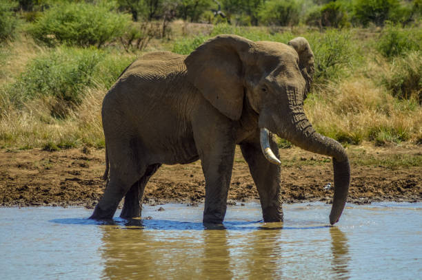 istock African elephant in Masai mara African safari 2182712009