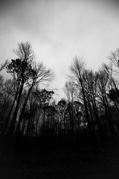 American basswood tree (center) in black and white, autumn, Connecticut