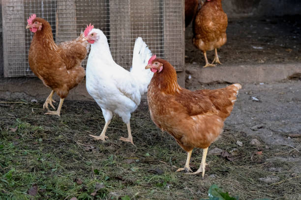 istock Chickens roam freely in a backyard coop during a sunny afternoon in a rural setting 2182713388