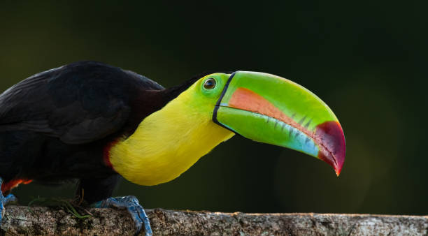 istock Keel-billed toucan searching for food 2182715034