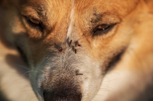 istock insects mosquitoes sit on dog's nose and drink blood causing itching 2182715370