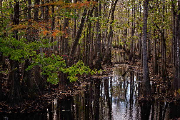 istock Fall Colors In Soules Swamp 2182715644