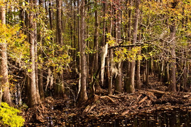 istock Bright Trees in Soules Swamp 2182715663