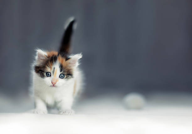 portrait of cute fluffy kitten standing on floor