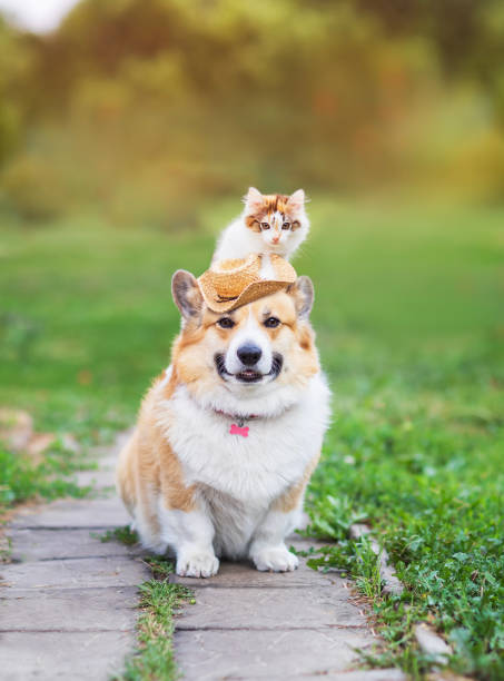 istock cute kitten sitting on hat dog corgi summer sunny day 2182715749