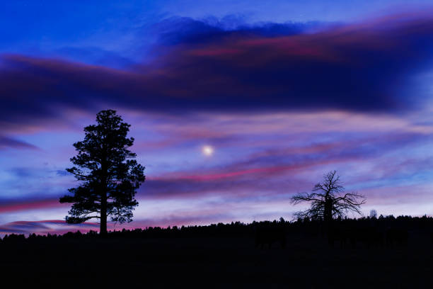 istock Astrophotography Landscape with Trees on Ridge and Milky Way 2182716411