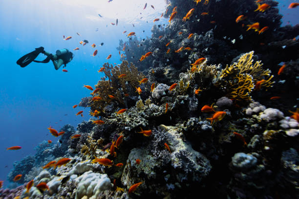 istock Diver exploring the coral reefs in Egypt. 2182718006