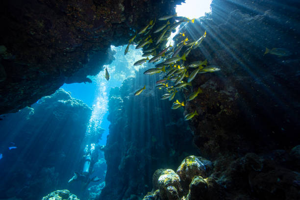 istock Diver exploring the coral reefs and cave in Egypt. 2182718053