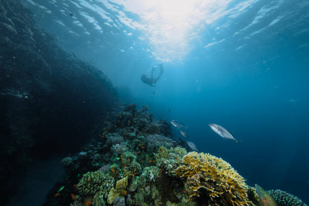 istock Free diver swimming into the deepness with corals. 2182718227