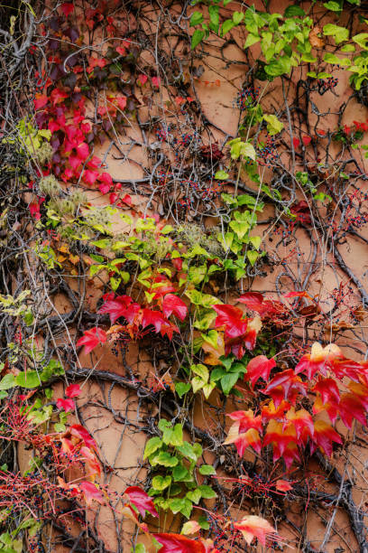 A wall covered in vines with red leaves and green leaves. The vines are growing on a brown wall