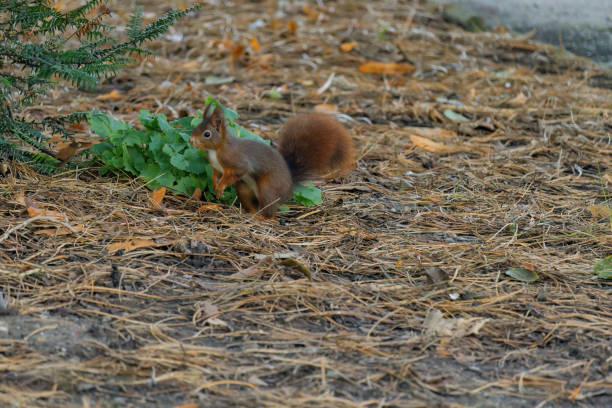European red squirrel is eating a hazelnut.