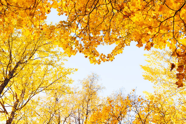 istock A view to a deciduous boreal forest canopy during fall foliage in rural Estonia 2182719667