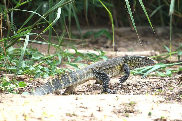 istock Nile Monitor Lizard 2182723508