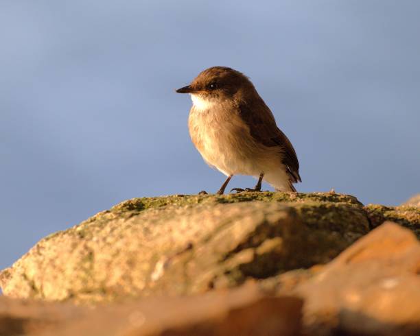 istock Adult Swamp Flycatcher 2182723834