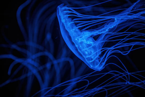 istock Sea jellyfish with long tentacles 2182724677