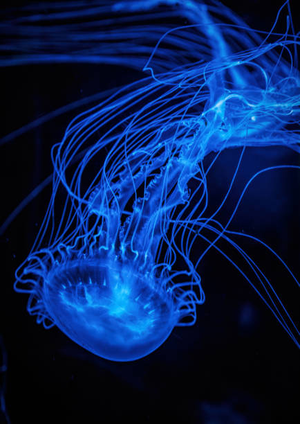 Jellyfish floating in the sale water on the sea. Sea wildlife