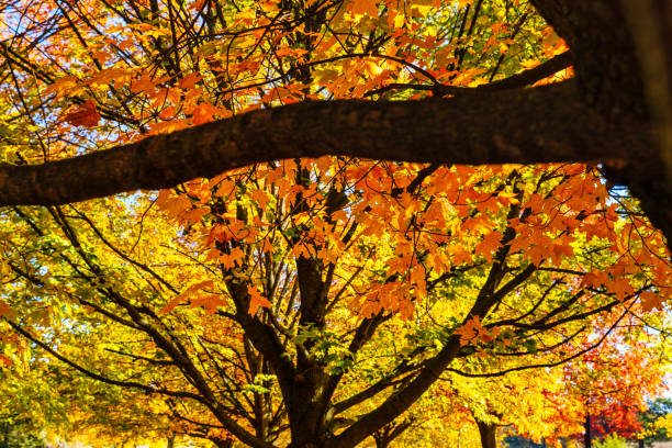 Autumn Trees with Vibrant Color Detail - Vivid autumn hues in Maple and other deciduous trees in Midwest USA.