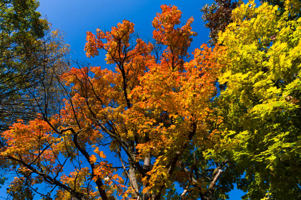 Autumn Trees with Vibrant Color Detail - Vivid autumn hues in Maple and other deciduous trees in Midwest USA.