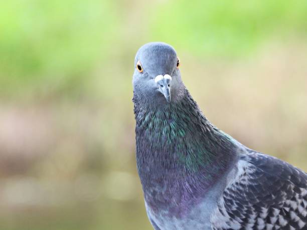 Rock Pigeon - profile
