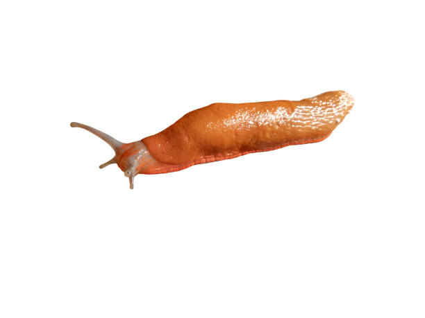 Spanish slug isolated on white background. Arion vulgaris terrestrial pulmonate gastropod mollusk. Killer slug agriculture pest. Invasive specie.
