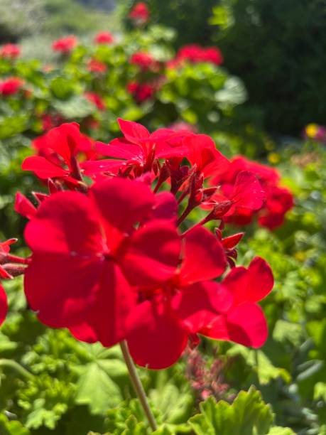 istock Beautiful Spring Flowers in Bloom 2182730532