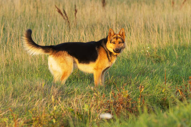 Anxious German shepherd standing in grass on an autumn evening in rural Estonia, Northern Europe.