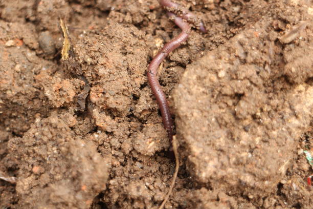 Close-up of an earthworm in moist soil, highlighting its segmented body.