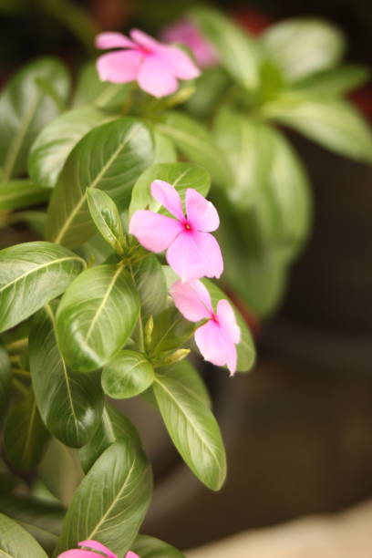istock Pink Periwinkle Flowers with Green Leaves 2182730874