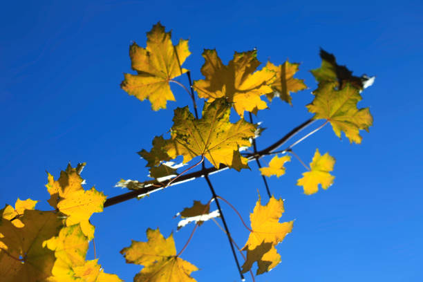 Colorful autumn leaves on blue sky background
